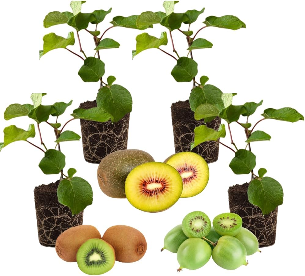 Set of 4 Hardy Kiwi Plants Live, 4-6 Inch Tall, Cold Hardy Kiwi Vine Starter Plants for Outdoor Growing