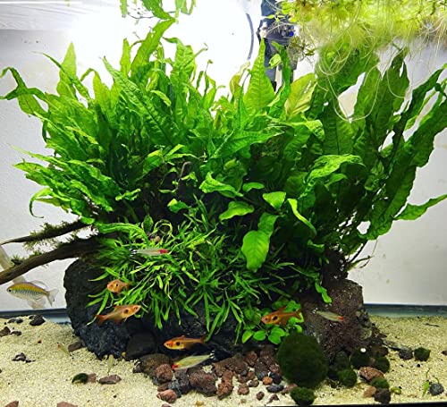Substratesource Java Fern Live Aquarium Plants - Tall 8-12 Inch Bare Root Freshwater Plant For Fish Tanks - Beginner Friendly, Low Light (Java Fern, Large) #TOP4