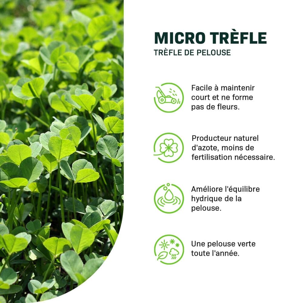 Micro Trèfle Pour Pelouse - 250 G Couvre 75 M² - Résistant à La Sécheresse - Densifie Le Gazon