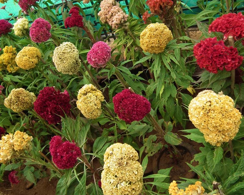 GrowZid Cockscomb Outdoor Gardening Flower Plant Seeds Pack Multi Colour (B0B7RRRYCN) Amazon Price History, Amazon Price Tracker