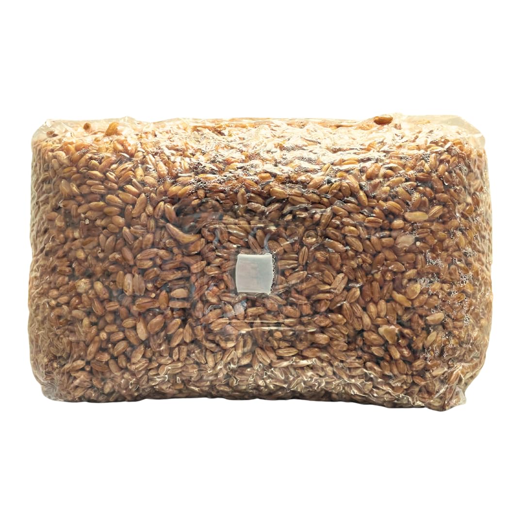 Körnerbrutgrundlage Roggen steril 2500g | Pilze selber züchten