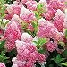 50 Vanilla Strawberry hydrangea Flower Seeds for planting in pot or ground easy to grow flower seeds as bonsai or tree