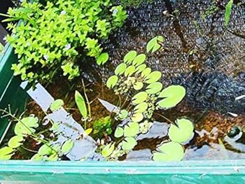 古い書き付け 板付き Amazon | 特大型トロ函-3タフブネ80 ブルー (色の選択あり