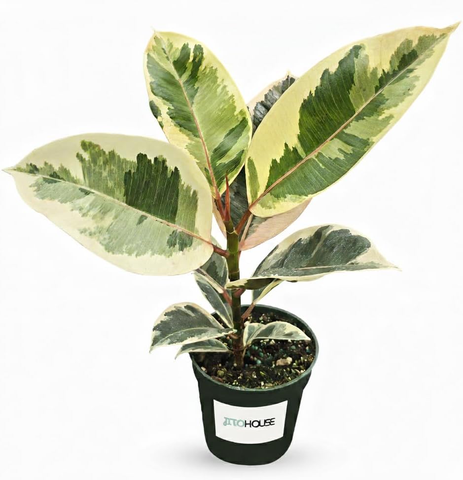 Ficus Tineke Live Variegated Full Size Rubber Plant | Easy Care Indoor Plant, Air Purifier Houseplant for Home & Office | Colorful Green, Cream & Pink Leaves in 4” Pot - JitoHouse