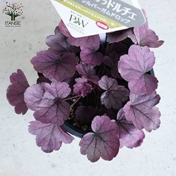 『toshi』バジュラ（ドルチェ） List of Shizuku Yaegashi | Buy from TCG Republic - Online