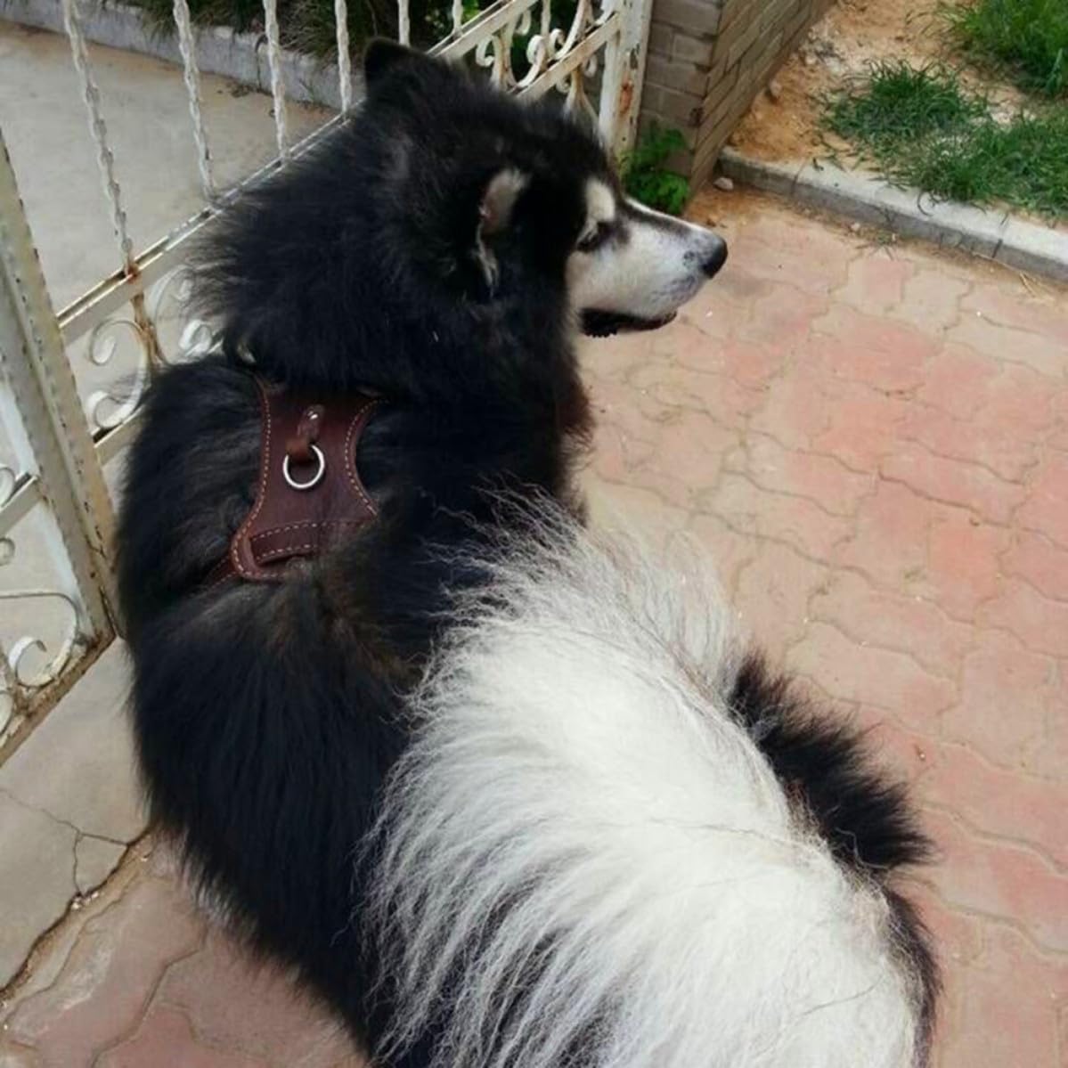 Kisangel Modisches Hundegeschirr aus Braunem Leder Verstellbares Brustgeschirr für Hunde bis 90cm Sicher und Stylisch für Spaziergänge und Hundesport