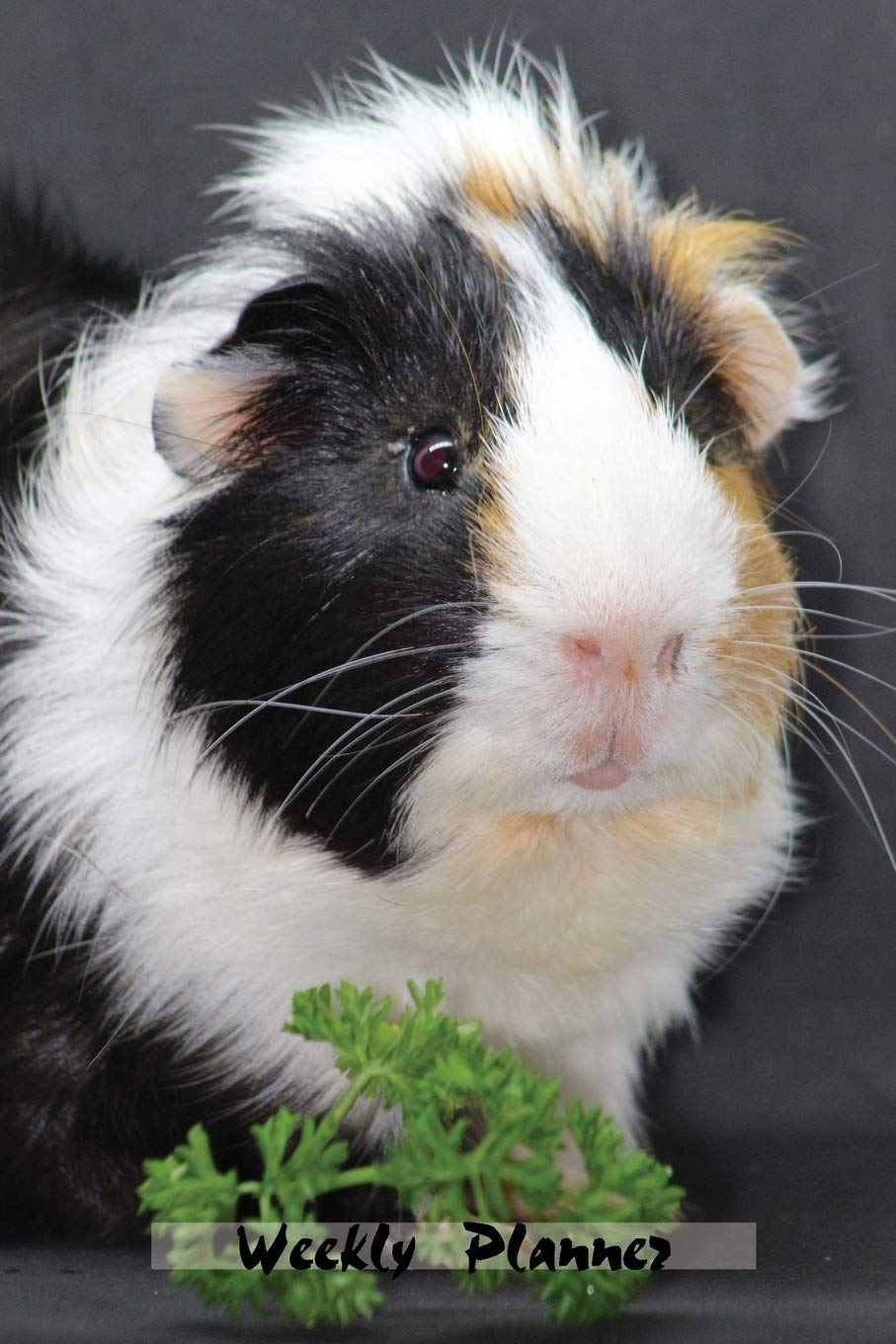 Weekly Planner: Guinea Pig Daily Planner 52 weeks Schedule Organizer Agenda 6x9