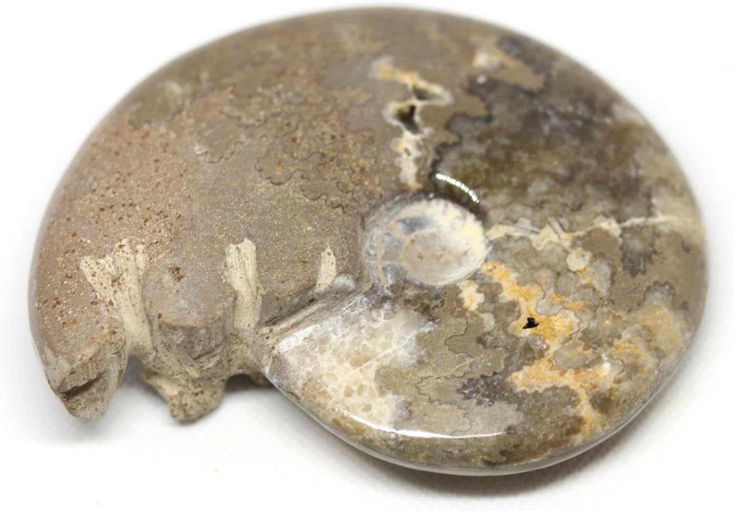 Lot of 3 Ammonite Fossils Morocco & Madagascar #12388