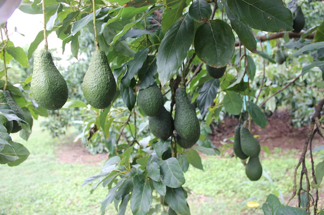 Aiden Gardens Rare Dwarf Pinkerton Avocado Plant Persea Americana 1 Seedling Healthy Live Plant (B095X5Q884) Amazon Price History, Amazon Price Tracker