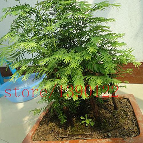Bonsai Samen Chinesisches Rotholz Bonsai-Baum Grove Metasequoia  glyptostroboides DIY HauptGardening Einfach 50 Partikel zu wachsen / lot :  Amazon.de: Garten