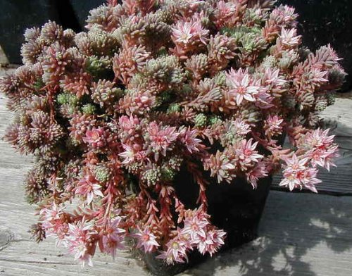 25 Spanish Stonecrop / Sedum Hispanicum Groundcover Flower Seedscomb S/H #TOP7