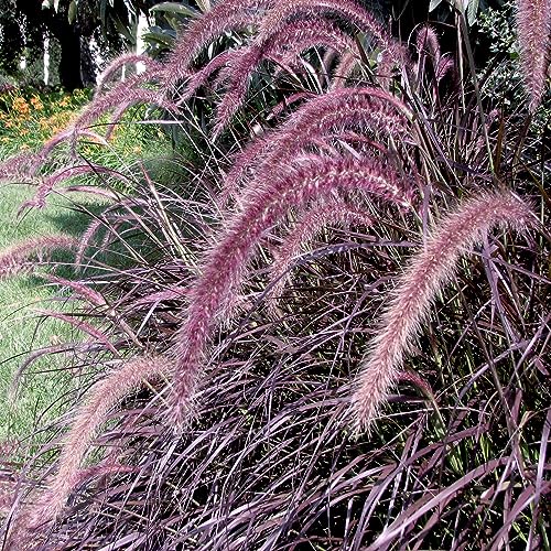 Purple Fountain Grass Live Plant, 3 Perennial Ornamental Grass, Drought Tolerant for Garden Beds and Landscape