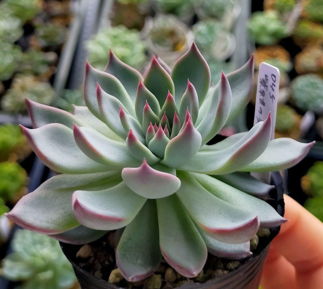 ブルーバニラ　紫紺の矢　札付き　おらいさんミックスベリア　多肉植物 熟成が楽しみな 爪がたまらん系多肉 #おらいさん苗 #ミックスベリア
