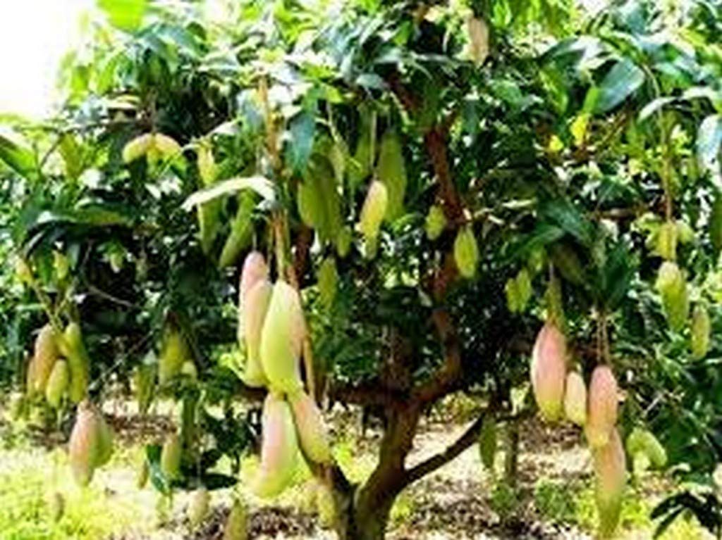 See full amazon price history chart for Creative Farmer Plants Thailand Mango Plant, PLANTS-B07PWL24CMll@ Creative Farmer Plants Thailand Mango Plant, PLANTS-B07PWL24CMll@ (B08Q8MBMDX) Amazon Price History, Amazon Price Tracker
