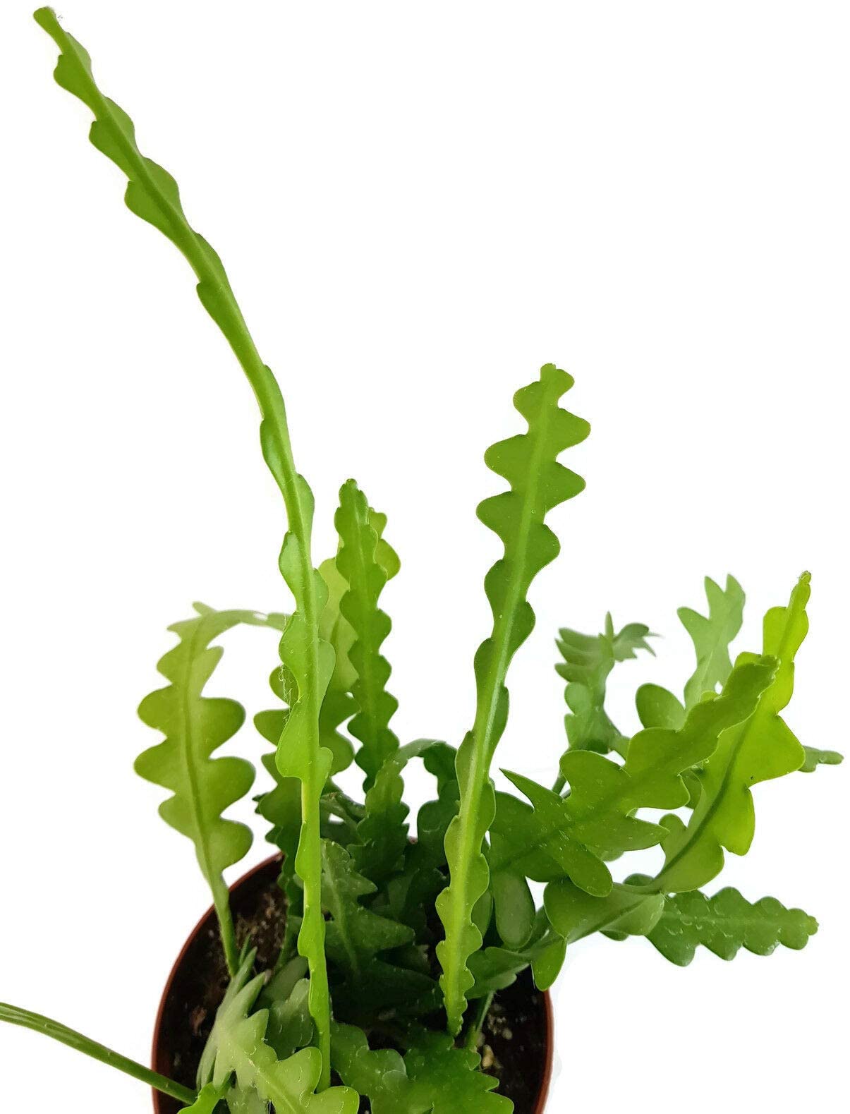 kunstpflanzen gnstig kaufen Palme Kunstpflanze 180cm schnell gnstig online kaufen