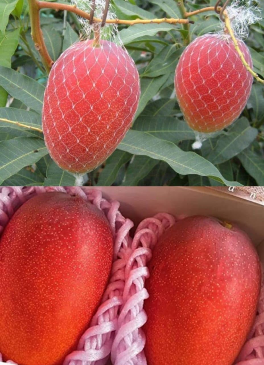 See full amazon price history chart for Miyazaki Mango Plant Original Japnese Variety Eggs Of Sun (Combo Pack Of 2 Plant) Healthy Live Grefted Miyazaki Mango Plant After Fruiting 1 years Miyazaki Mango Plant Original Japnese Variety Eggs Of Sun (Combo Pack Of 2 Plant) Healthy Live Grefted Miyazaki Mango Plant After Fruiting 1 years (B0D58N2QP5) Amazon Price History, Amazon Price Tracker