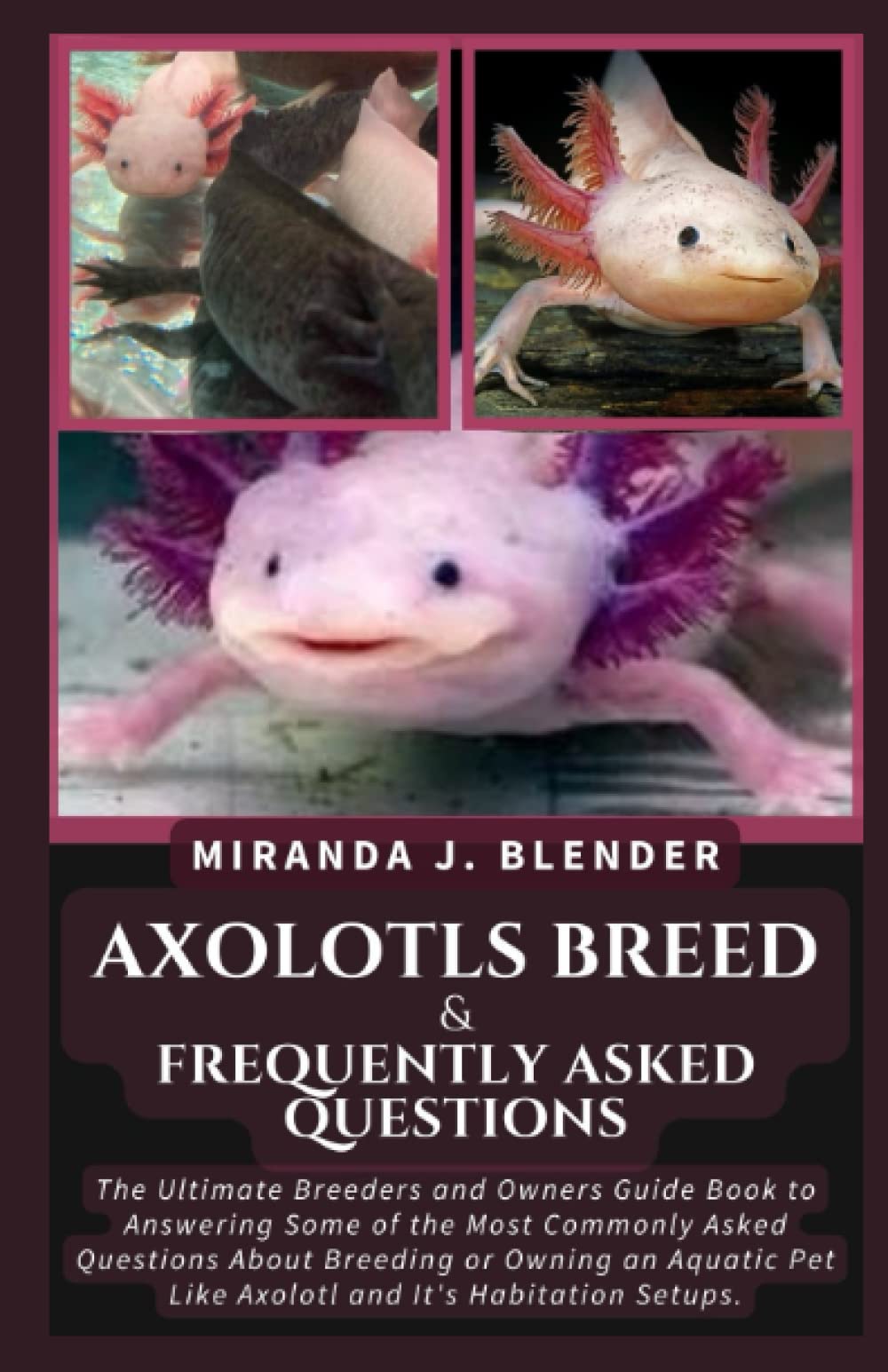 Buy Axolotls Breed & Frequently Asked Questions The Ultimate Breeders