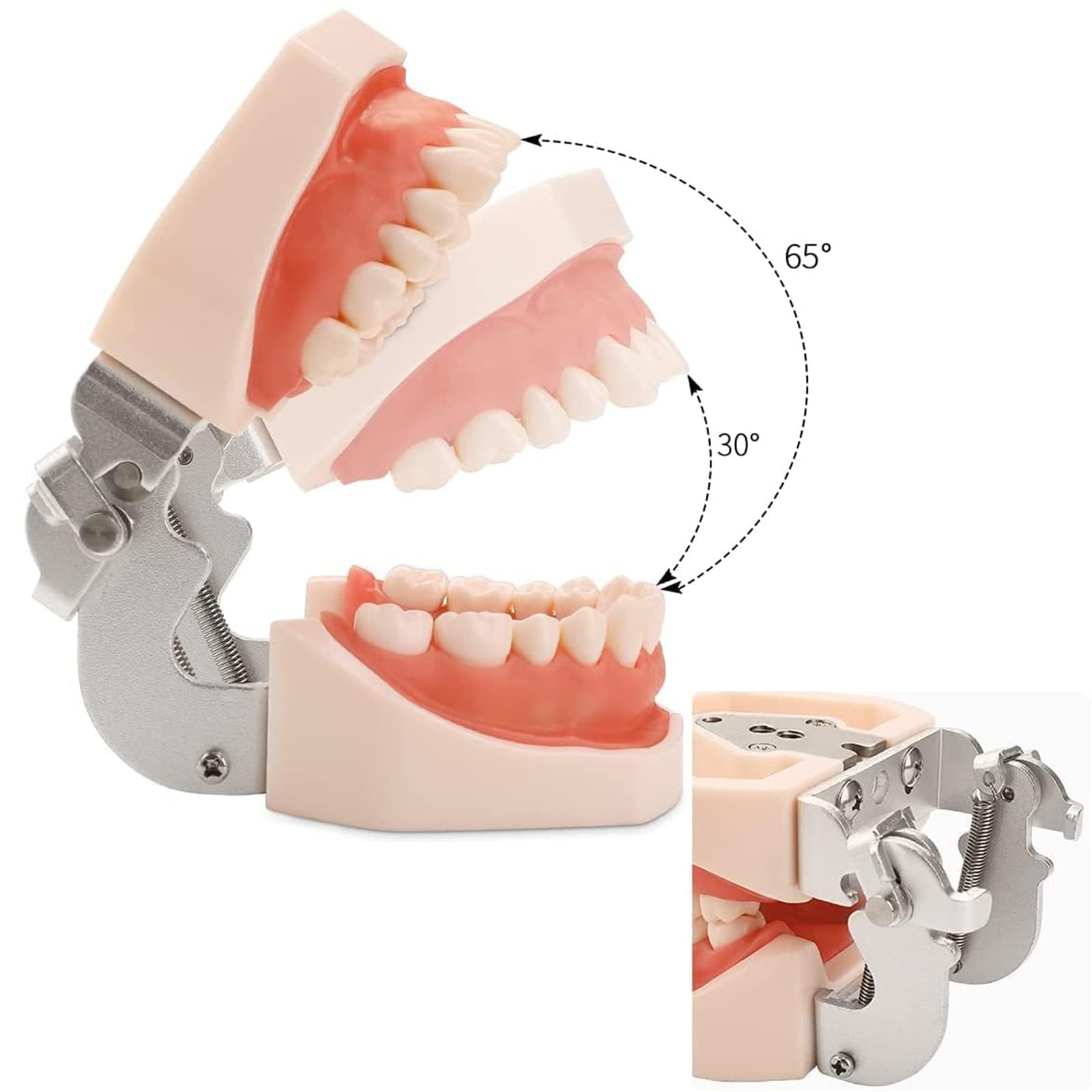 28 modelli di denti, modello di denti dentali, modello di denti rimovibili e gengive morbide, strumento di studio del modello di pianta per insegnare i denti alla pratica degli studenti di odontoiatr