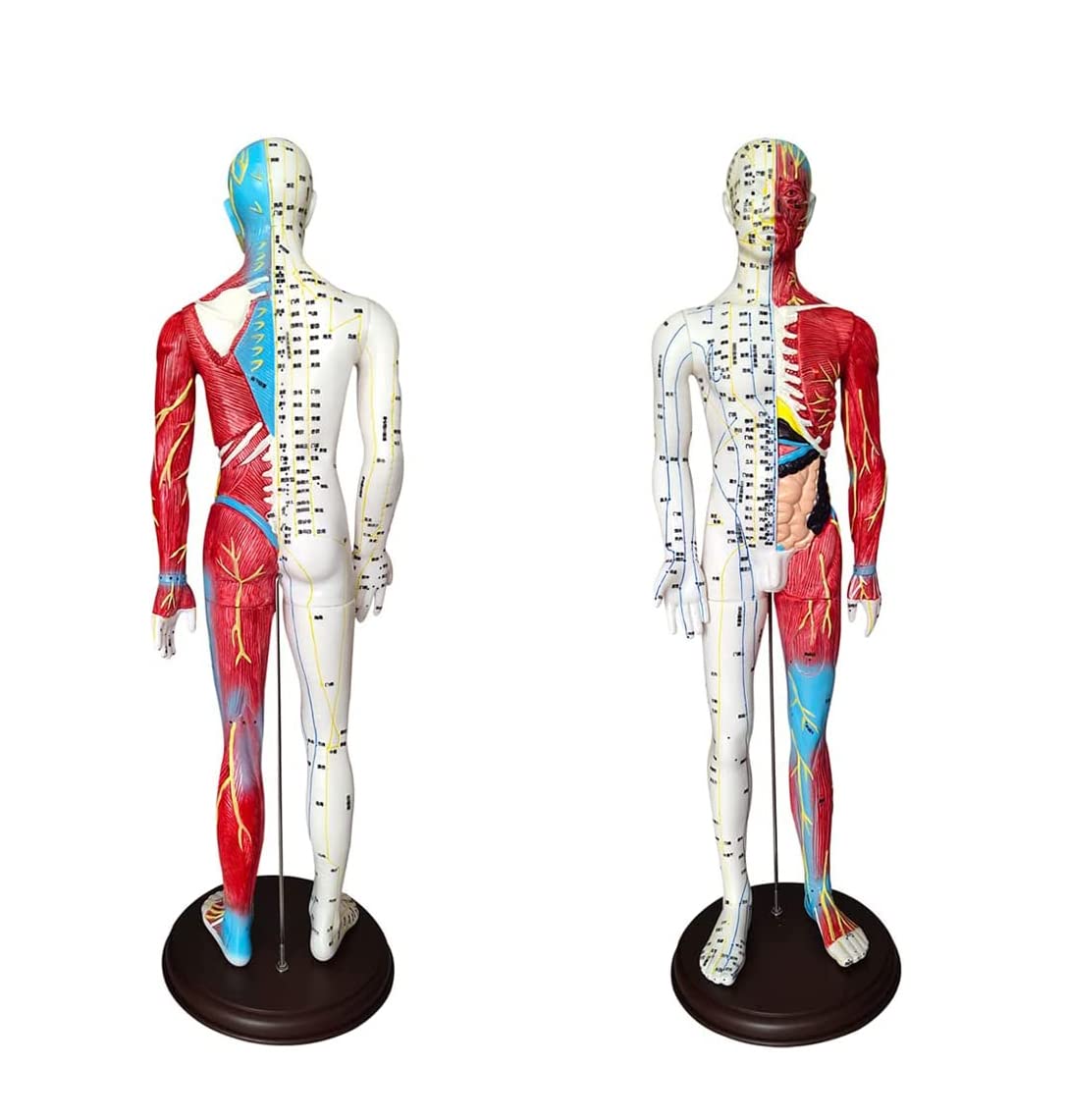 60 cm Akupunkturmodell, Akupunktur- und Muskelanatomisches männliches Modell, Druckpunkt und Meridiane, für Akupunkturisten und andere medizinische Fachkräfte, die Lehr- und Bildungsbedarf a