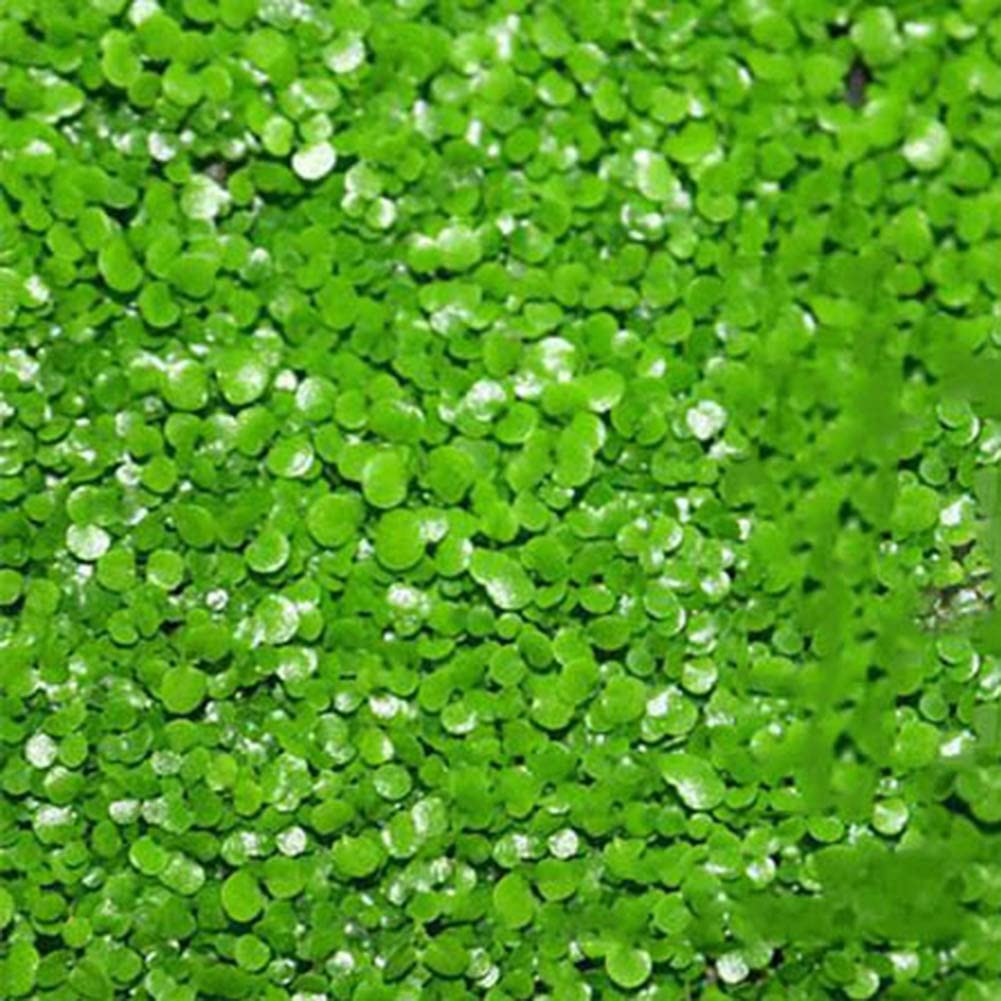 Haloppe 600 Unids Semillas de Plantas de Hierba de Agua para Plantar en el Jardín del Hogar, Semillas de Hierba de Agua de Acuario Tanque de Peces Adorno de Paisaje Hidrofílico para el Hogar 600 pi