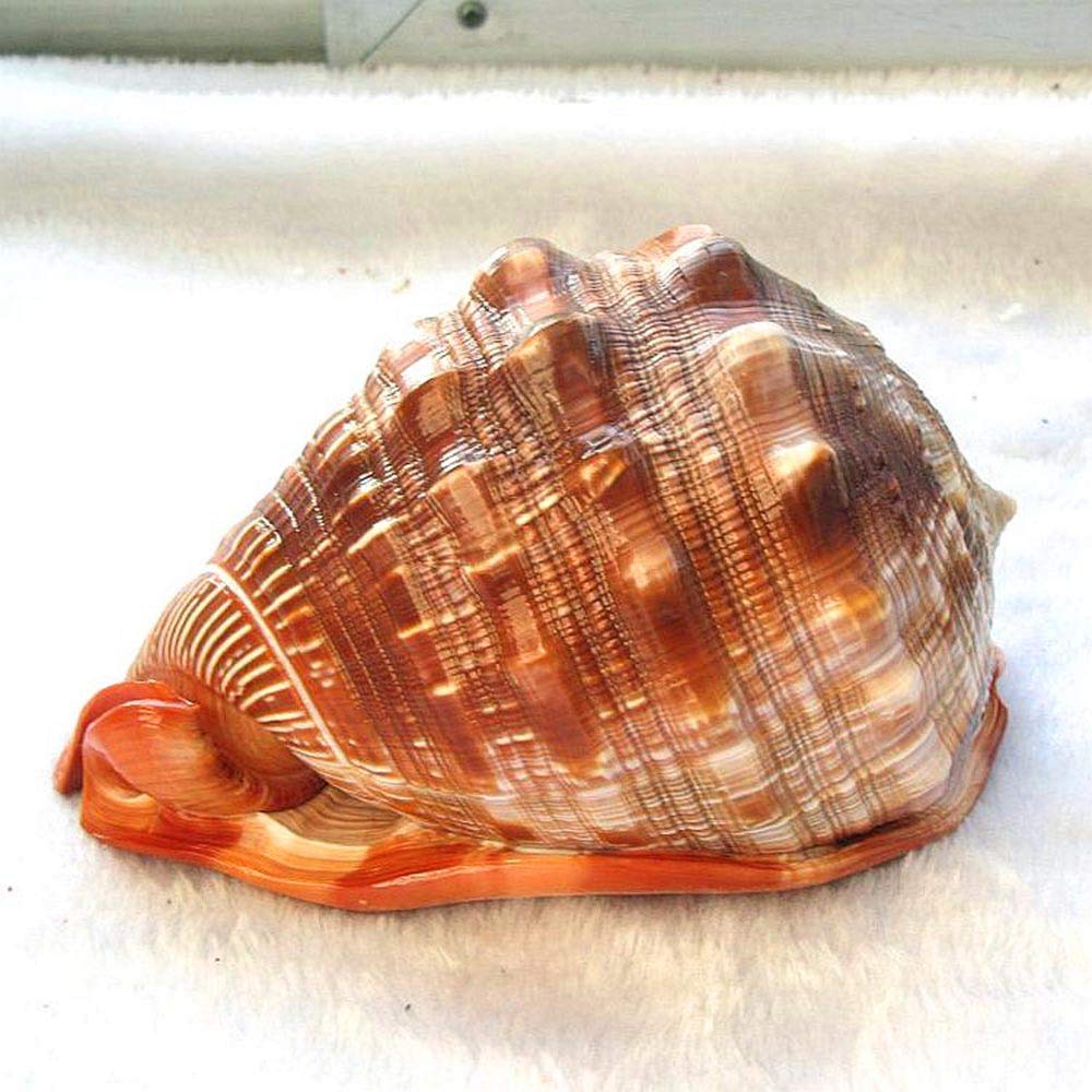 Grandi conchiglie naturali, Grande conchiglia marrone con motivo nautico, decorazione Turbo Polished, espositore da collezione a forma di granchio eremita, 5,2~7,2 pollici(7~7.2inch)
