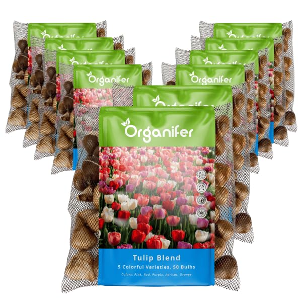 500 Bulbos De Tulipán - Bulbos De Flores XXL, Tamaño 12cm