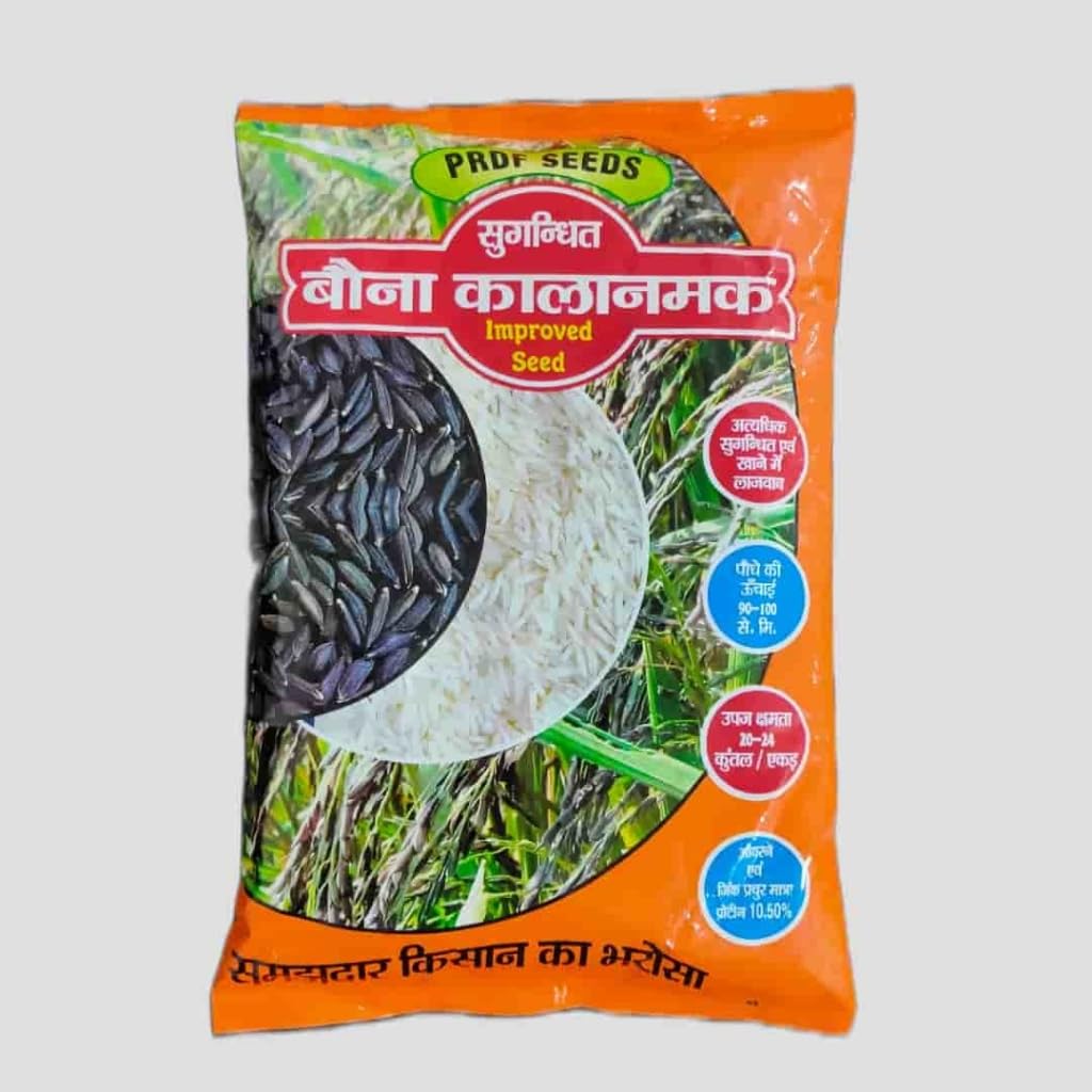 Black paddy seeds, kala namak Dhan beej 2kg (prdf Kiran) (B0C9R1PK3V) Amazon Price History, Amazon Price Tracker
