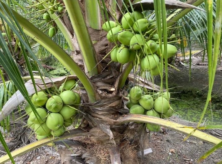 ARIYA Rare Hybrid- 1 Healthy Live Ganga vardhan Coconut Fruit Plant 1.5-2 ft Height in Nursery Grow Bag (B0CGJDPTH7) Amazon Price History, Amazon Price Tracker
