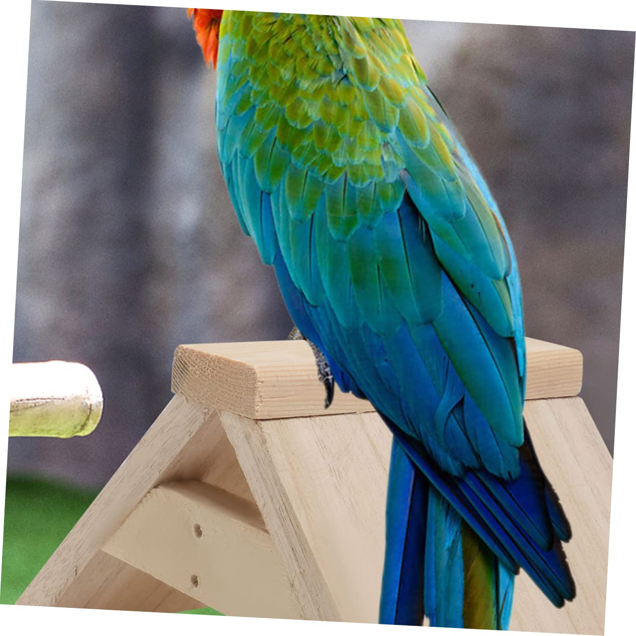 COLLBATH Lot De 5 Perchoirs à Pigeons en Bois Naturel Support Stable pour Oiseaux Surface Lisse Polie Adapté Cages à Oiseaux Et Pigeonniers Accessoire De Loisirs pour Perroquets Et