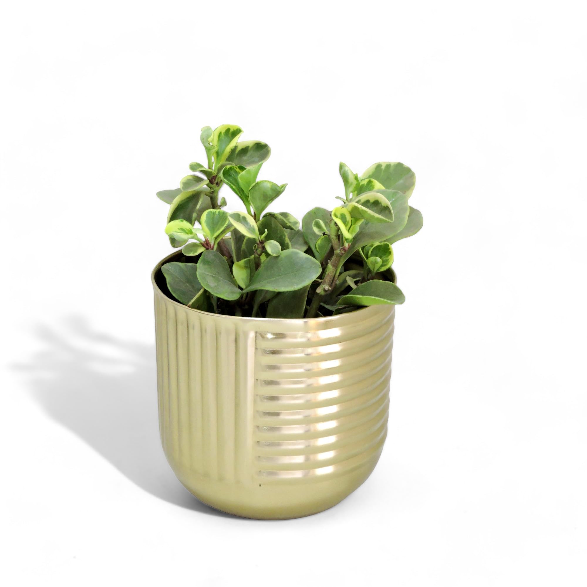 DECOR AVENUE Decorative Gold Metal Planter for Table | Diameter 7.25"; Height 7" | Planters for Living Room Bedroom and Home Garden Decoration (B0D22Q3WQB) Amazon Price History, Amazon Price Tracker
