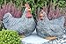 STEINFIGUREN SPICKER Steinfigur Huhn, Henne, Hahn 2er Set 135/1, 180/1 Gartenfigur Steinguss Tierfigur Basaltgrau