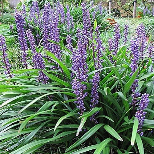 Miniatura 4 de Big Blue Liriope Muscari  Bandeja de 54 unidades  Hierba perenne tolerante a la sequía de bajo mantenimiento Lilyturf