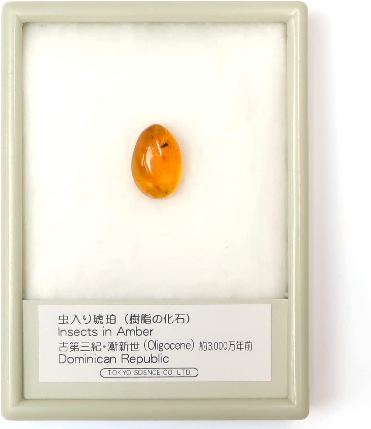 Amazon | SCIENCE Dominican amber「虫入り琥珀（Insects in Amber）約