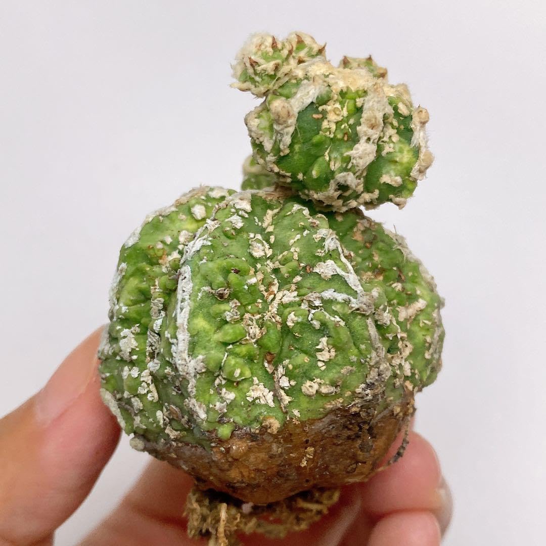 Amazon.co.jp: レア多肉植物 サボテン アストロフィツム属 白条
