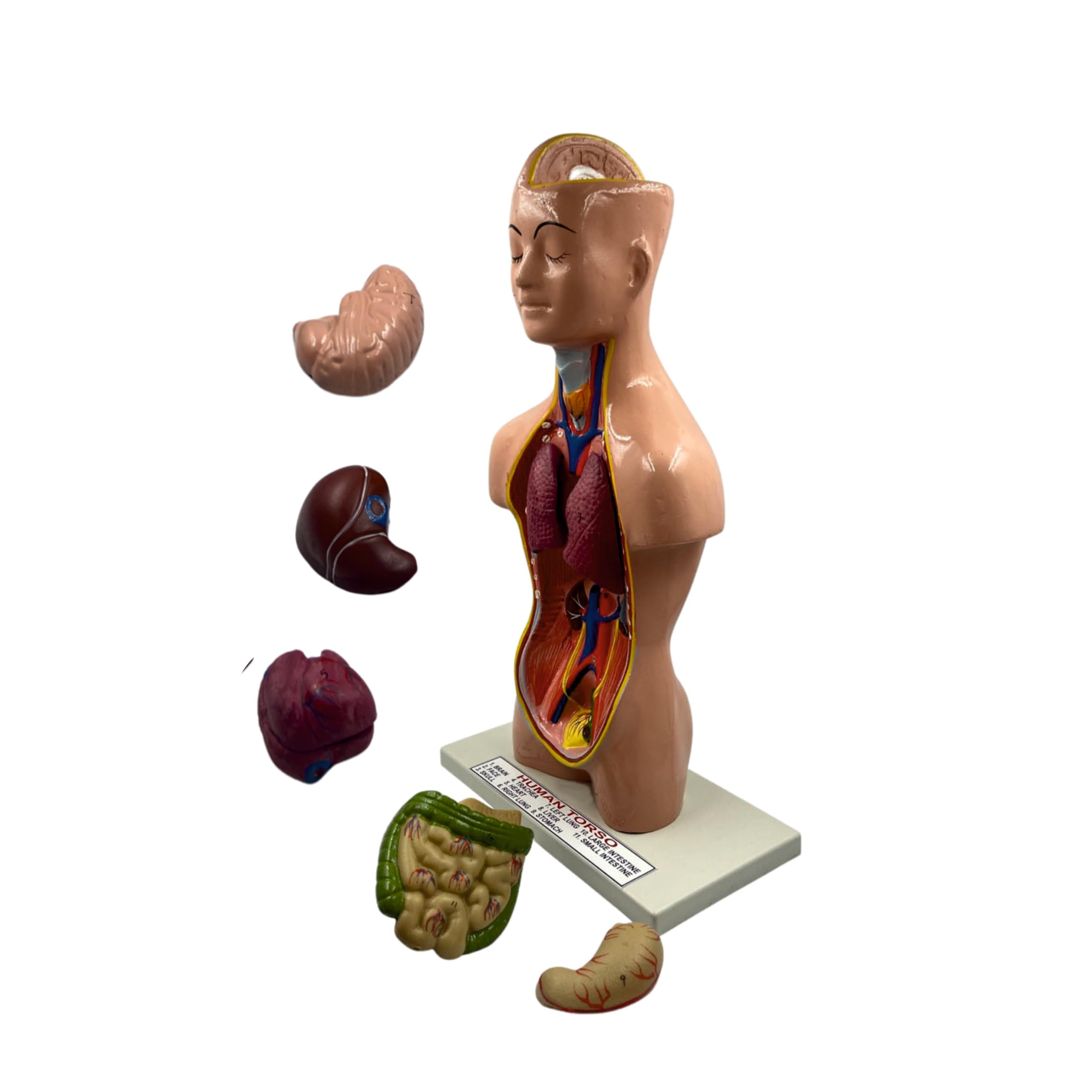 Sunlix Human Torso Model Detachable 6 Parts Sexless | Educational Anatomy Display | Human Torso Model with Internal Organs | Medical Anatomy Model for Classroom | 3D Human Body Anatomy Model (B0CJF7FBMZ) Amazon Price History, Amazon Price Tracker