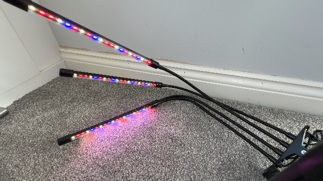Watch Why I Bought These Grow Lights on Amazon Live