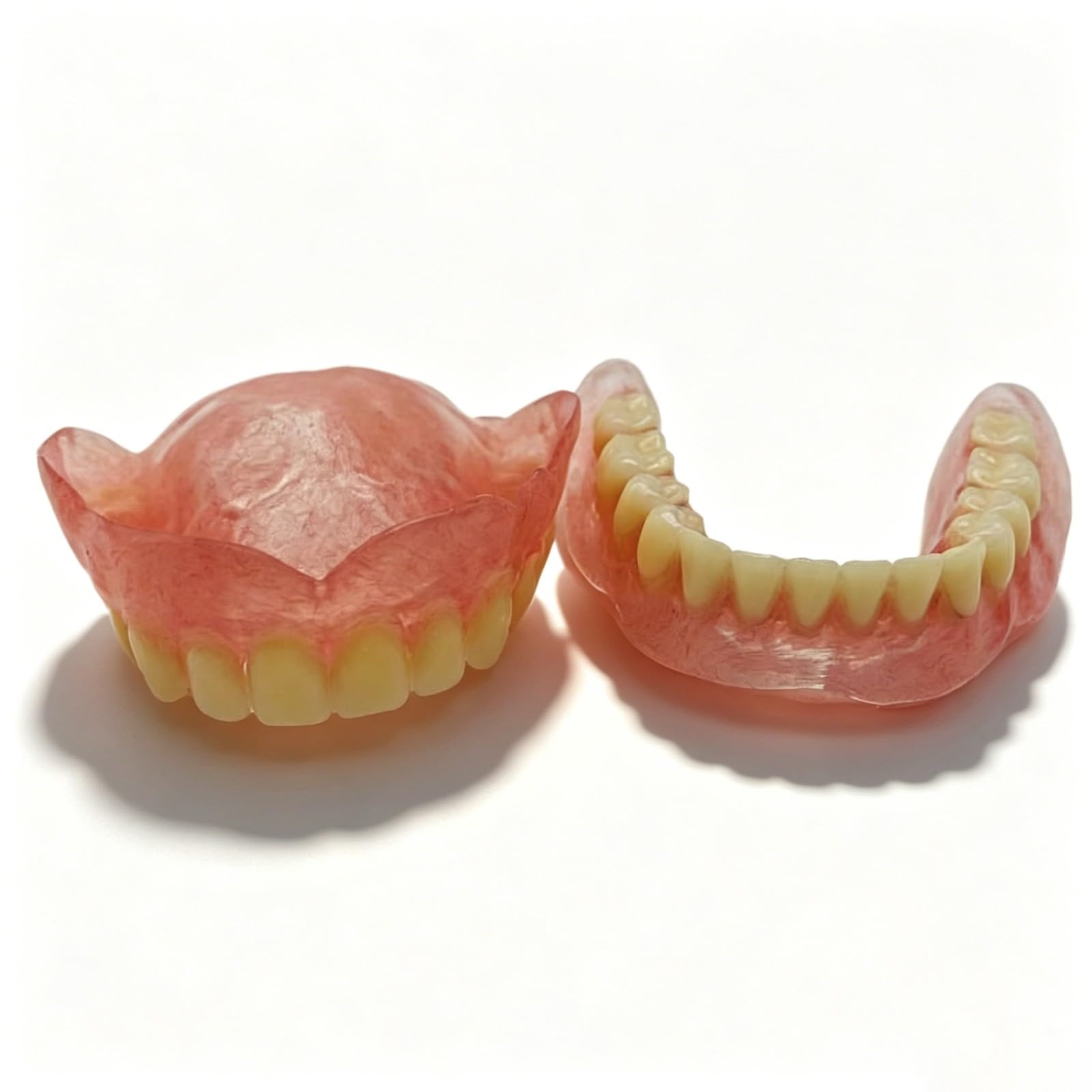 Modello di denti superiori e inferiori, modello di protesi dentaria, modelli didattici dentali adatti per l'istruzione e lo studio