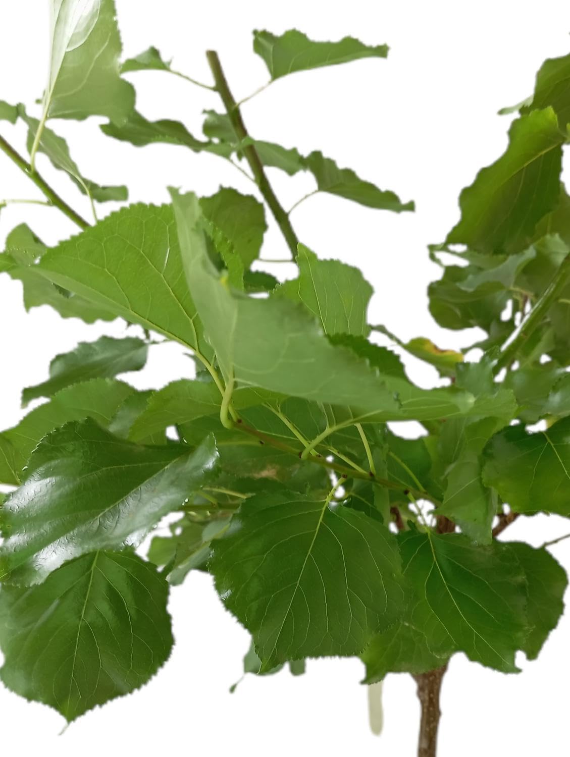 Garden Center Shop | Albaricoquero Rojo Carlet M25 | Árbol Frutal Natural de Albaricoque | Fruto Rojizo y Aromático | Planta Exterior para Huerto, Jardín o Terraza