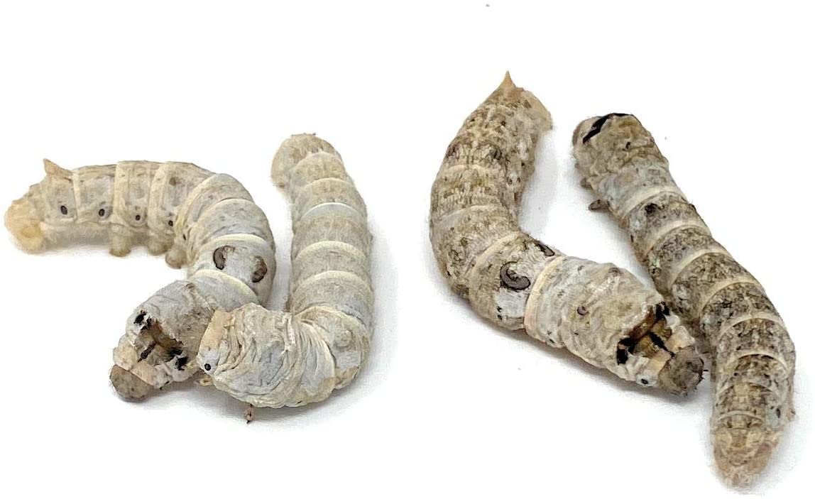 Surmen LegacyLive Silkworms (20 Count) - Chameleon, Bearded Dragon, Leopard Gecko, Monitor and Other Reptile Food - Fishing Bait