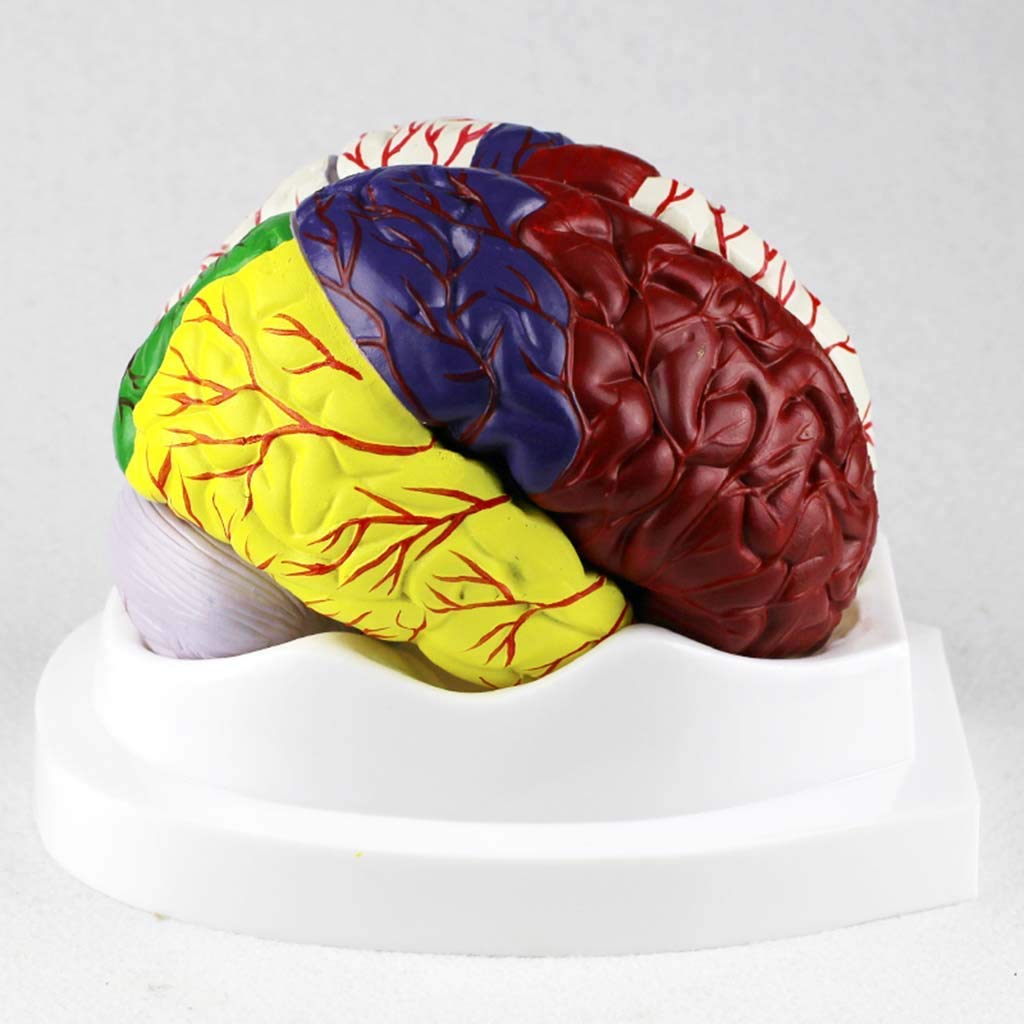 Modelo humanbrain – Modelo de anatomía estructural desmontada, para modelo de enseñanza de estudio científico, equipo de laboratorio