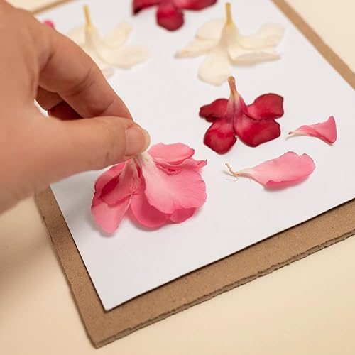 Miniatura 5 de PATIKIL Papel de prensa de flores de 6 x 6 pulgadas, 1 juego10 hojas de repuesto de papel secante absorbente reutilizable para manualidades, álbum