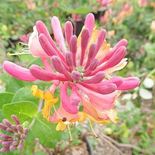 Miniatura 3 de QAUZUY GARDEN 200 semillas de madreselva Lonicera Común Europea Madreselva Woodbine Goldflame Semillas de vid - Hermosas paredes cubiertas de