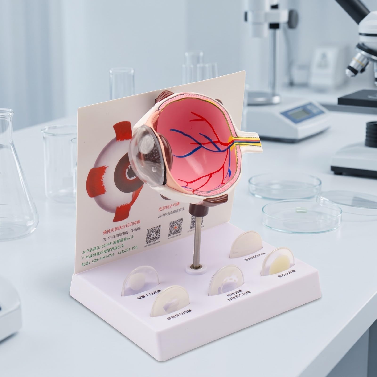 kowaku di Occhio Oculare in PVC | Didattico, Sezionato, di Occhio, per Studio Medico, Laboratorio Scientifico, Modello Oculare 6X