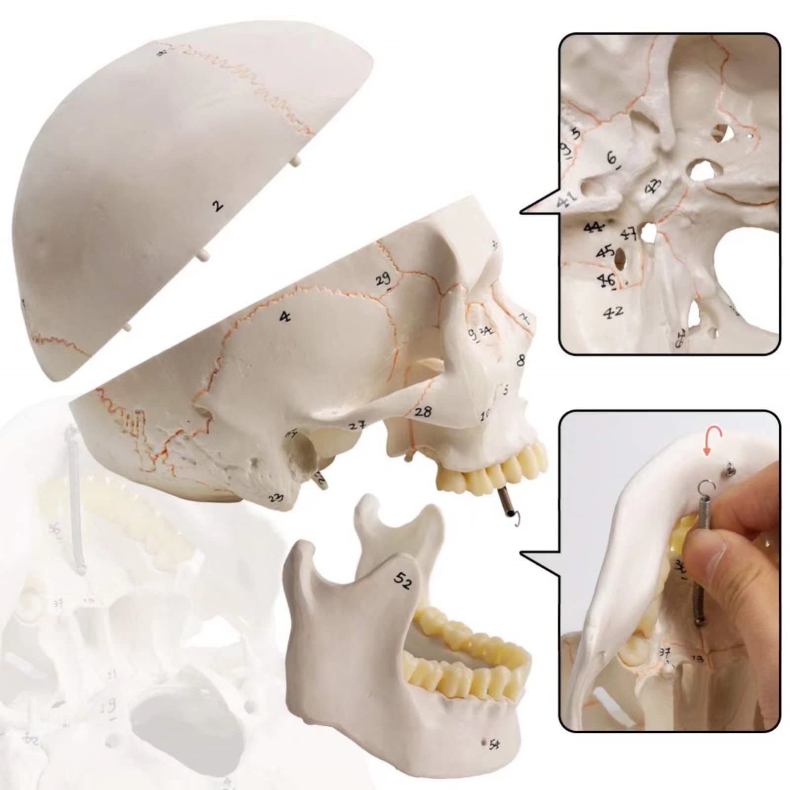 Classico Modello Cranio Umano Numerato, 9" Alto, Qualità Medica - 3 Parti - Dipinto Con Cuciture, 54 Pezzi Etichettati, Numerati, Mostra I Forami Principali, Fossa E Canali