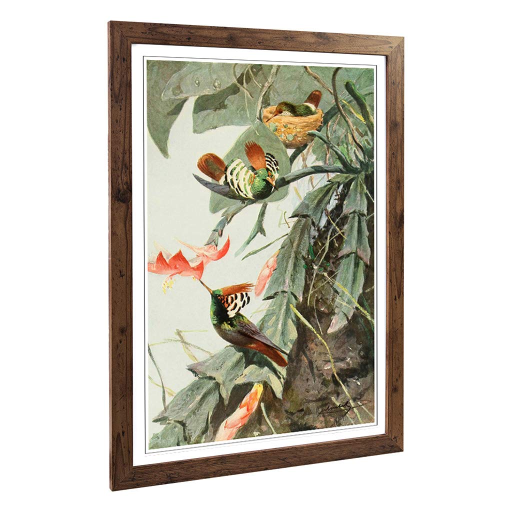 Big Box Art Framed Print of Vintage W Kuhnert Coquette Hummingbird Design | Wall Art Picture | Home Decor for Kitchen, Living Room, Bedroom, Hallway, Walnut, A2 / 24.5x18 Inch / 62x45cm