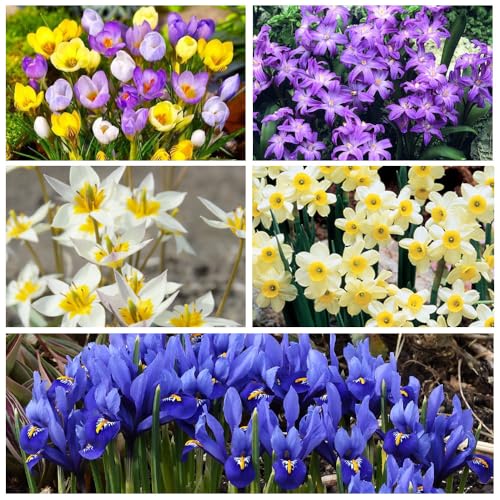 75 Assorted Flower Bulbs Collection for Rockery Gardens - Vibrant Spring Flowering Bulbs - Easy to Grow - Enhances Your Garden's Beauty - Specially Cultivated for UK Climate