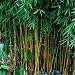 Sale!Novel Plants 100pcs Bamboo Seeds Bonsai Seeds Tree Seeds Free shipping