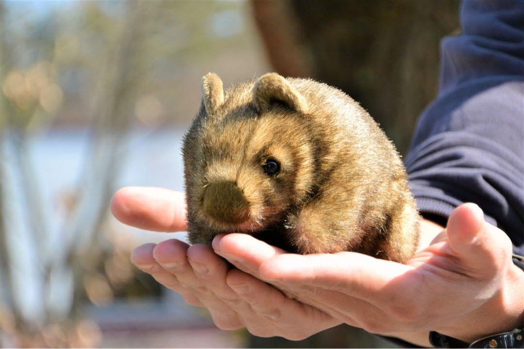 キティ　ウォンバット　大陸シリーズ　マスコット　ボールチェーン　キーホルダー Amazon.co.jp: 茶臼山動物園 ウォンバット キーチェーン