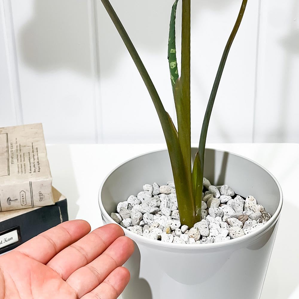 Amazon｜PLANCHU 観葉植物 カラジウム ヒロビューティー 5号鉢 受け皿