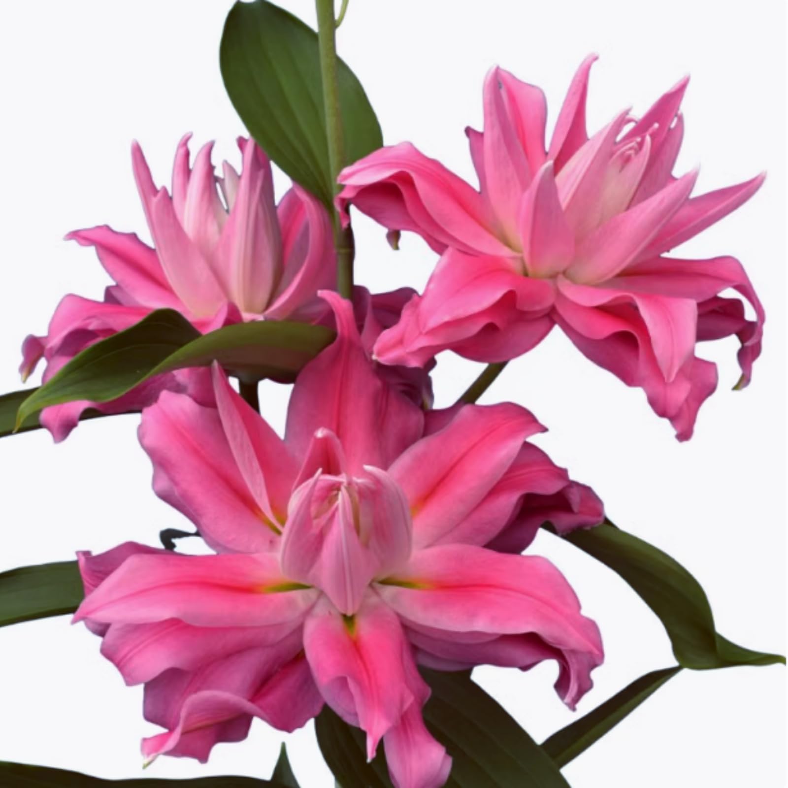 Hardy Perennial Lily Bulbs - for Garden Decoration, Professional Planting, Simple to Grow, Outdoor Garden Displays-2 Bulbs-C